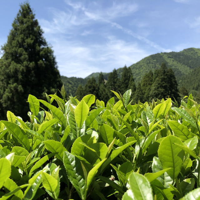 熱湯玉露