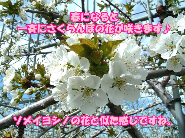 さくらんぼ佐藤錦
