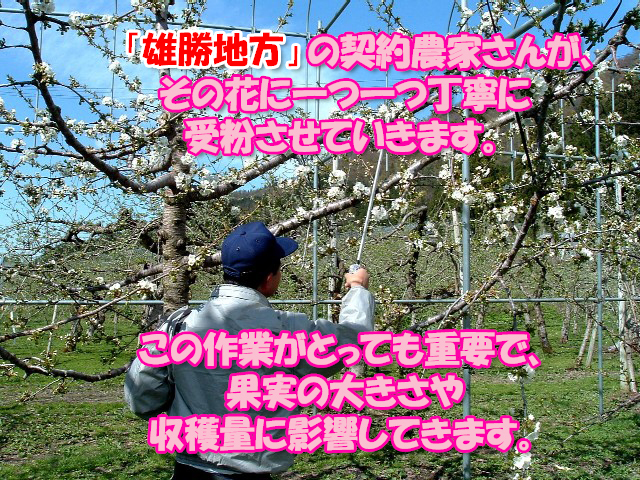 さくらんぼ佐藤錦
