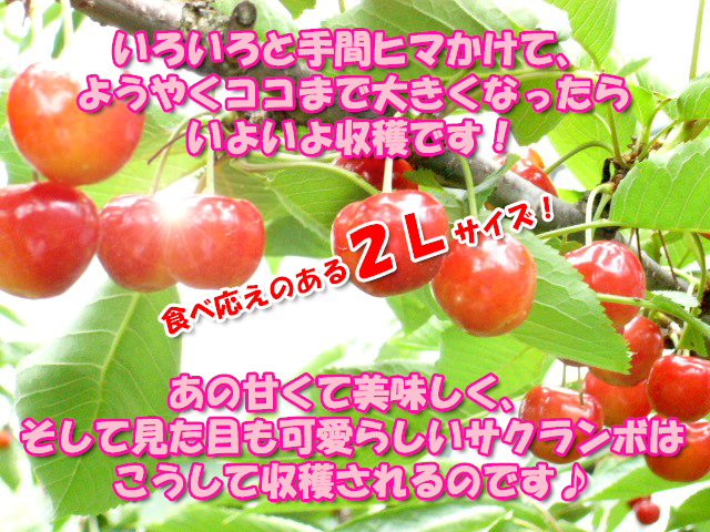 さくらんぼ佐藤錦