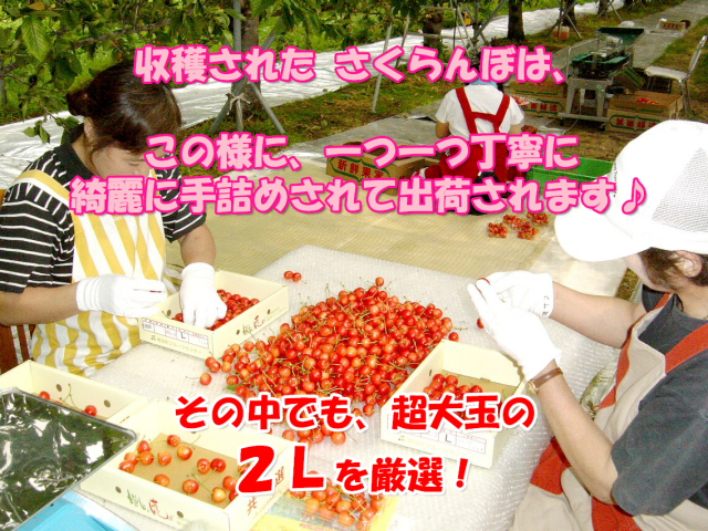 さくらんぼ佐藤錦