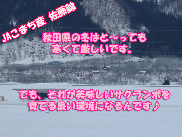 さくらんぼ佐藤錦